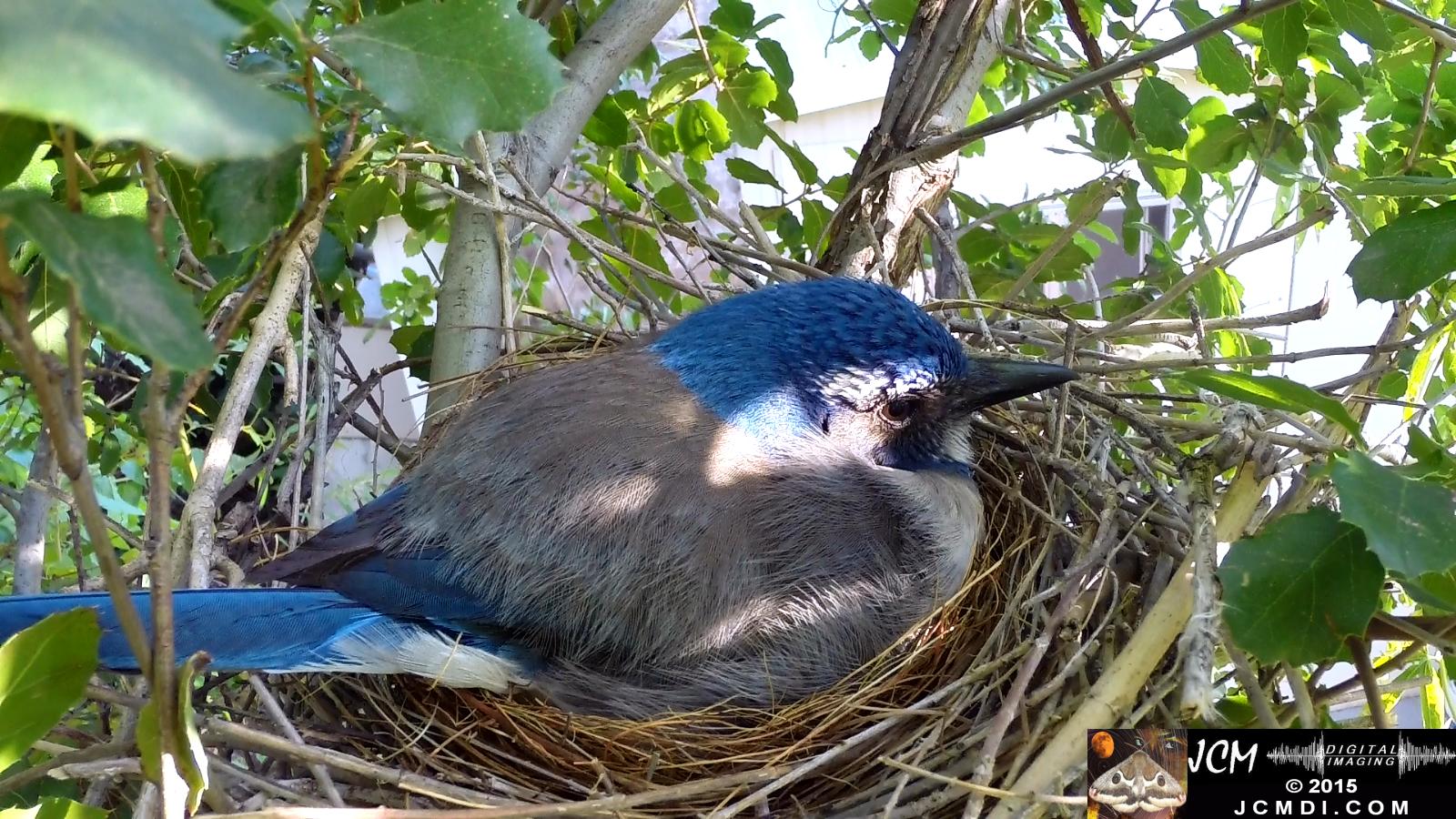 Scrub jay female in nest cold morning zoomed santa clarita jcmdi.com